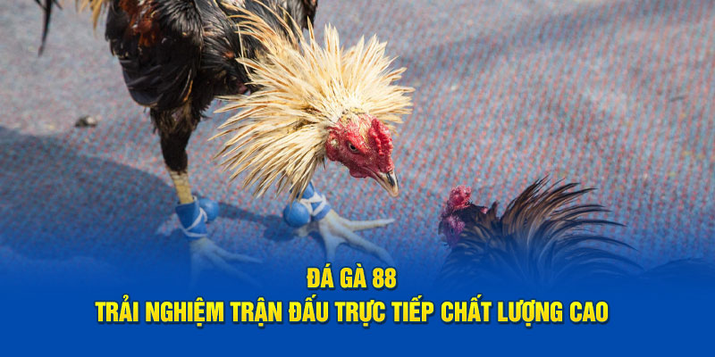 ly-do-nen-chon-da-ga-88